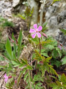 Delving Deeper. flower